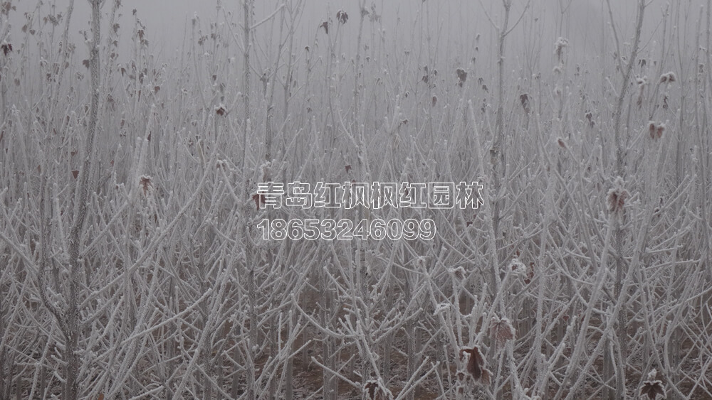 霜后美国红枫