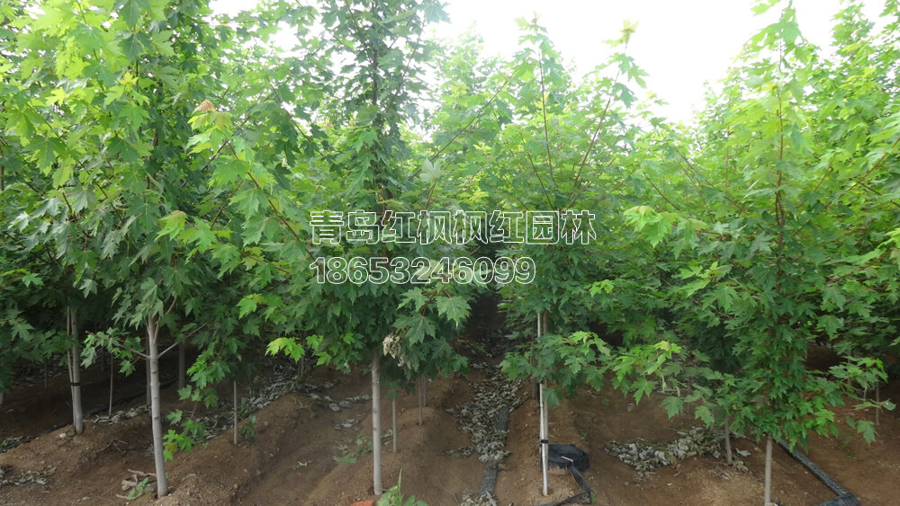 美国红枫小苗